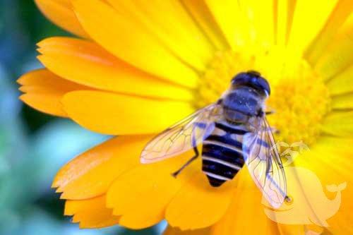梦见蜜蜂是什么意思是什么意思_梦到蜜蜂是什么意思好不好_大鱼解梦网