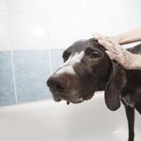 梦见给狗洗澡是什么意思