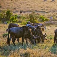 黄色草地背景的非洲牛群