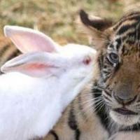 管理员拿兔子给老虎喂食,但是老虎却和兔子成为了好朋友,玄幻了