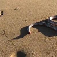 男子在澳大利亚海滩发现一条无头蛇 身体仍然能蠕动
