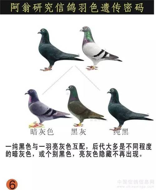 信鸽羽毛颜色的遗传规律