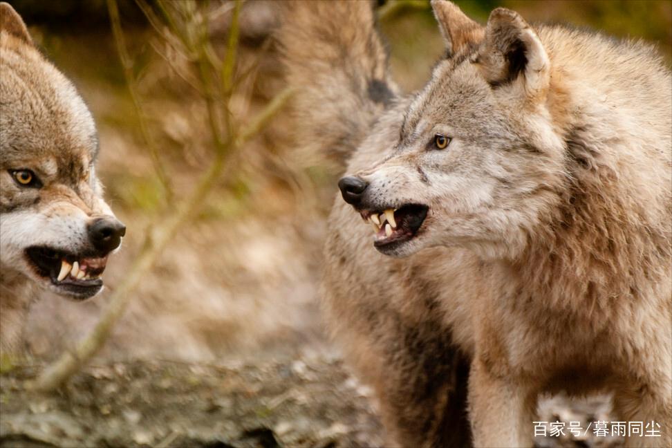 荒野中遭遇狼(狼群),被狼袭击的5大应对原则和10个注意事项