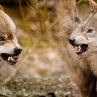 荒野中遭遇狼(狼群),被狼袭击的5大应对原则和10个注意事项