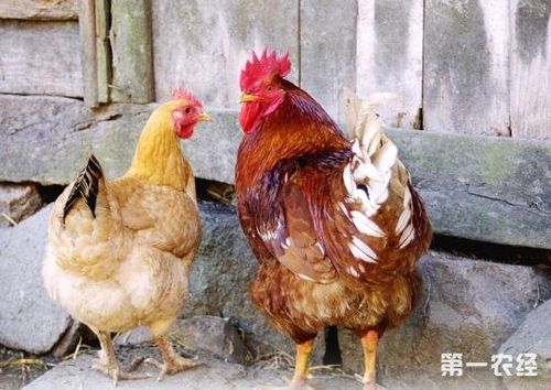 公鸡和母鸡为什么要分开饲养公鸡和母鸡分开饲养的好处