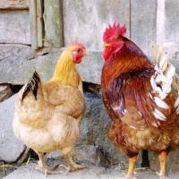 公鸡和母鸡为什么要分开饲养公鸡和母鸡分开饲养的好处