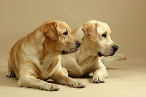 互动问答  养一公一母两只狗是什么感受?