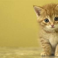 萌一点的猫咪名字:七宝,咪咪,可可,汉堡,豆豆,豆包特殊的猫咪名字