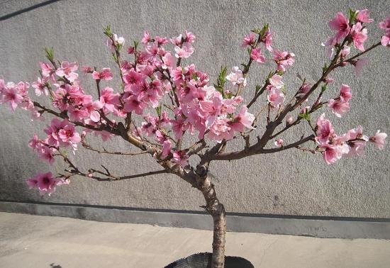 家里可以养殖桃树只要不对花粉过敏即可