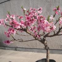 家里可以养殖桃树只要不对花粉过敏即可