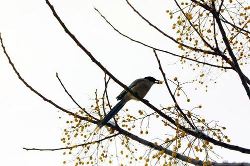 寒枝喜鹊待春来(摄影:辛建宏)一只可爱的喜鹊,站在寒冷的冰雪枝头觅食