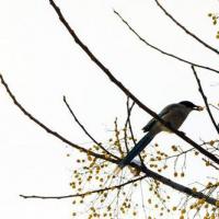 寒枝喜鹊待春来(摄影:辛建宏)一只可爱的喜鹊,站在寒冷的冰雪枝头觅食