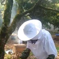 养蜂人养蜂容易,卖蜂蜜却苦恼