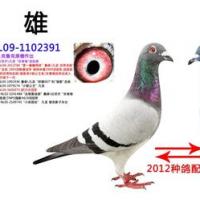2012年影视赛鸽公棚重点种鸽配对(3)