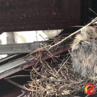 斑鸠在窗台上筑巢,产蛋,孵宝宝(受访者 供图)