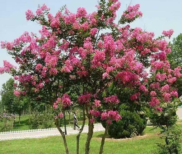 路边的紫薇树用盆也能种,好养易活,开花美味道香,适合大量种