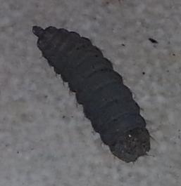 每当阴雨天气,经常掉下这种虫子,无脚,能蠕动,1~2cm长,黑色多见,有