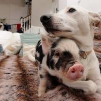 狗和猪的图片