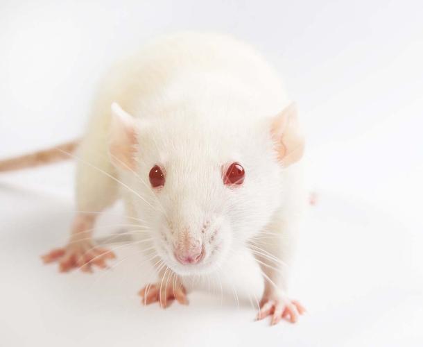 可爱的小白鼠动物高清图片