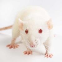 可爱的小白鼠动物高清图片