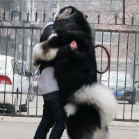 纯种雪橇犬出售纯种阿拉斯加幼犬巨型雪橇犬价格