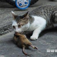 梦见抓老鼠是好事吗?