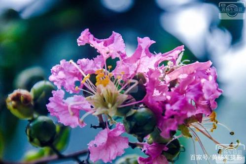 发现城市中熟悉的植物遇见阳光下紫薇花的细微之美.