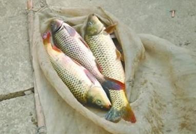 梦见抓到鱼中国是一个讲究彩头的地方,每到过中国年的时候,家家