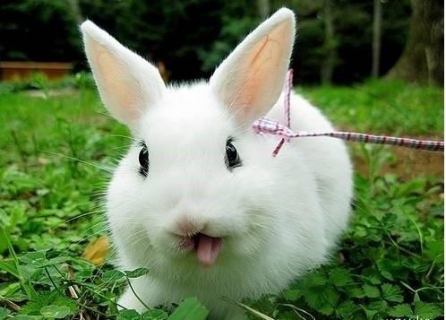 子的吉祥物(一)——兔子