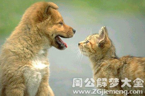 梦见一群猫和狗是什么意思_梦到一群猫和狗好不好_大鱼解梦网