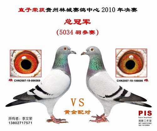 提起信鸽黄眼砂眼配对技巧,大家都知道,有人问两只沙眼信鸽配对为什么