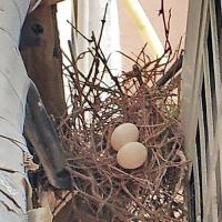 有两只斑鸠在我窗外做窝安家孵蛋啦