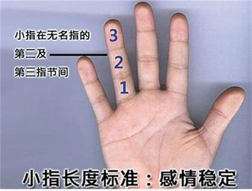 精准:手指长度,指形透露你的性格,命运与婚姻