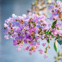 遇见八月花开娇美的紫薇花,蓝天下熟悉的花朵很迷人