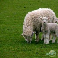 生肖羊31岁过后命数已定2022属羊的今年犯死煞