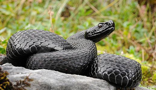 民间故事:青年救过黑蛇,十二年后他上山,看到一只蟒蛇驮着美女
