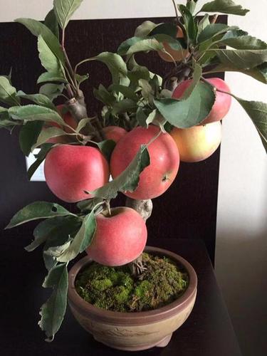 苹果树还能盆栽家里种一棵既能观赏还能吃试试吧
