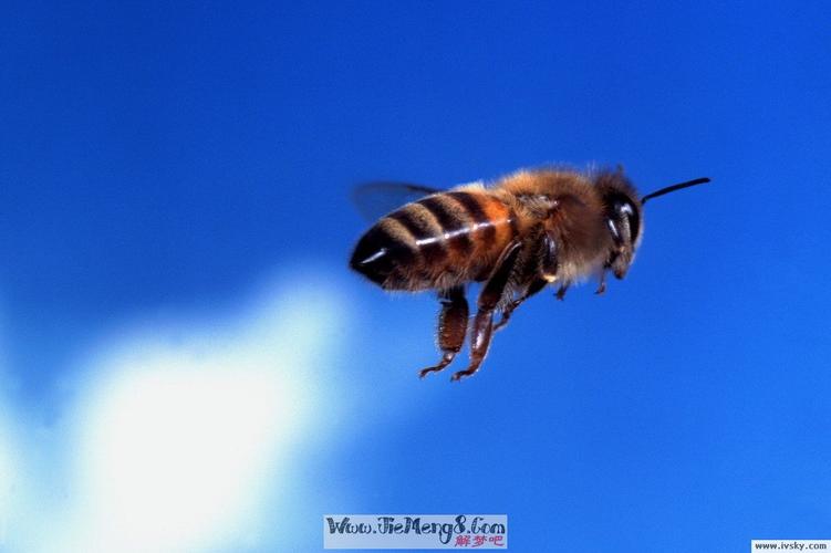 做梦梦到蜜蜂