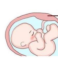 埋到土壤里胎盘是准妈妈肚子里孕育胎儿的温床,是胎儿吸收营养的场所.