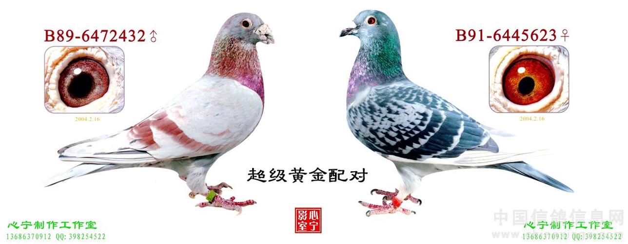 红鸽子配对雨点示意图:白色鸽子与绛色配对产什么颜色的孑鸽